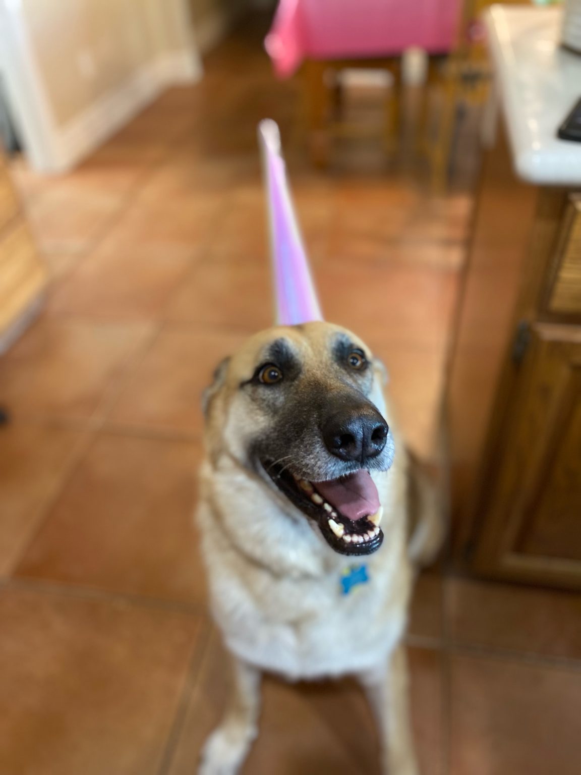 Roxy, service dog, wearing a unicorn horn
